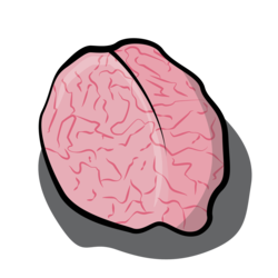 Pig - Brain